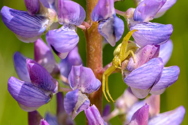 Kobieta Pająk Misumena Vatia Żeruje Niebieskich Kwiatów Łubinu — Zdjęcie stockowe