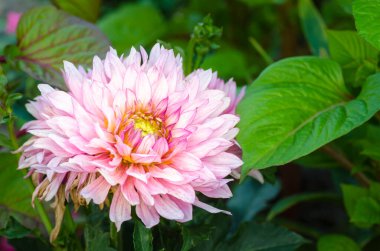 Çiçek tarhında açan pembe bir yıldız çiçeğinin büyük bir çiçeği