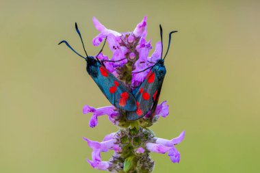 Kanatlarında kırmızı noktalar olan bir çift kelebek elmacık kemiği bir çiçeğin üzerinde oturur.