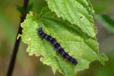 Keskin dikenleri olan siyah aglais tırtılı ısırgan otu yaprağı yer.