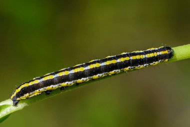 Kenarlarında güzel bir deseni olan uzun çizgili bir tırtıl çim sapının üzerinde oturur.