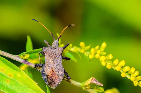 Uzun bıyıklı kahverengi bir böcek sarı çiçeklerle çimlerin üzerinde oturur.