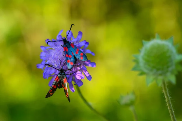 A pair of butterflies zygaena filipendulae with red spots on their wings sits on a flower