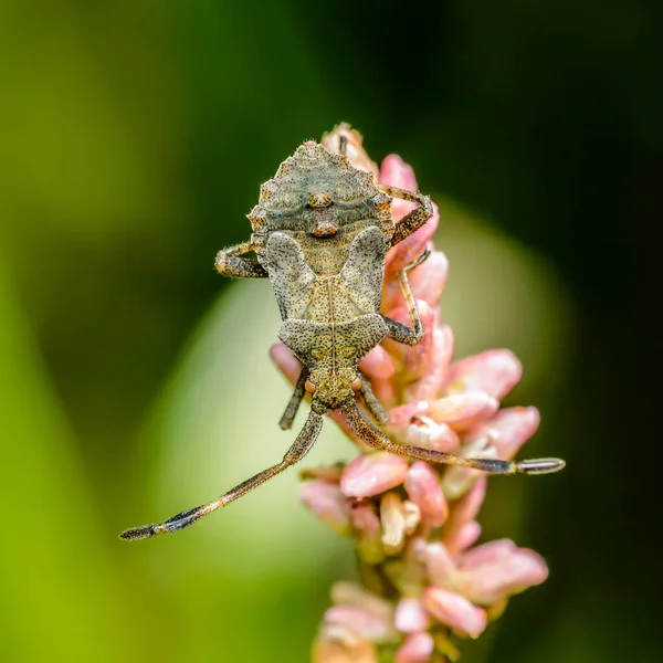 Büyük bıyıklı böcek perisi çiçeğin üzerinde baş aşağı oturuyor.
