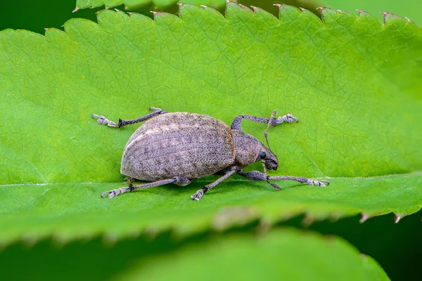 Käfer Curculionidae Mit Langem Schnurrbart Sitzt Rand Eines Grünen Grasblattes — Stockfoto