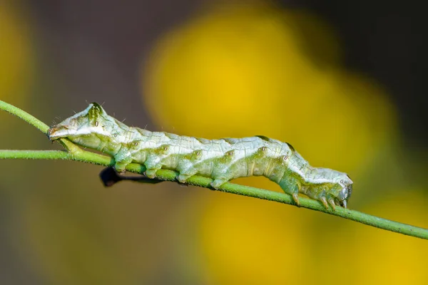 Eine Grüne Raupe Mit Schönem Muster Sitzt Auf Einem Grashalm — Stockfoto