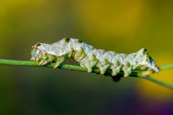 Eine Grüne Raupe Mit Schönem Muster Sitzt Auf Einem Grashalm — Stockfoto