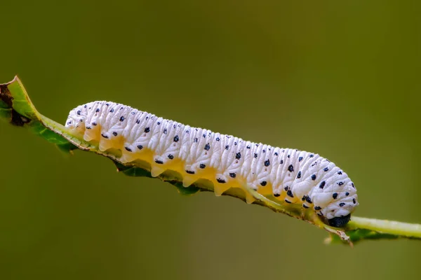 Sawfly Larvası Tenthredo Scrophulariae Beyaz Siyah Benekli Çimen Sapında Oturur — Stok fotoğraf