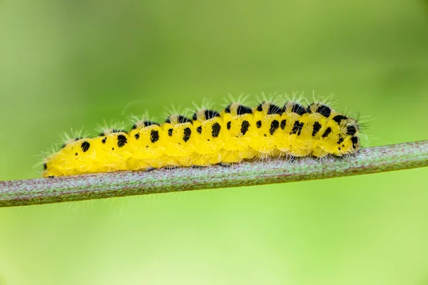 Oruga Mariposa Flores Amarillas Con Manchas Negras Sienta Sobre Hermoso —  Fotos de Stock