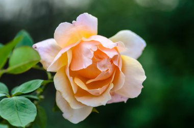 Koyu yeşil arka planda pofuduk krem gül çiçeği