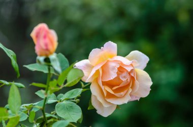 Koyu yeşil arka planda pofuduk krem gül çiçeği