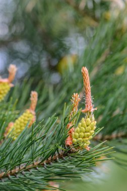 Uzun iğneli bir çam dalında genç koniler
