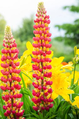 Kırmızı ve sarı renkli parlak lupin fırçası