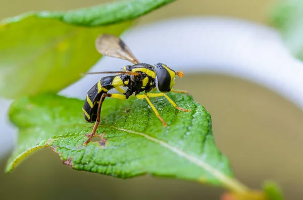 Wet Striped Hoverfly Sitting Tree Branch — Stock Photo, Image