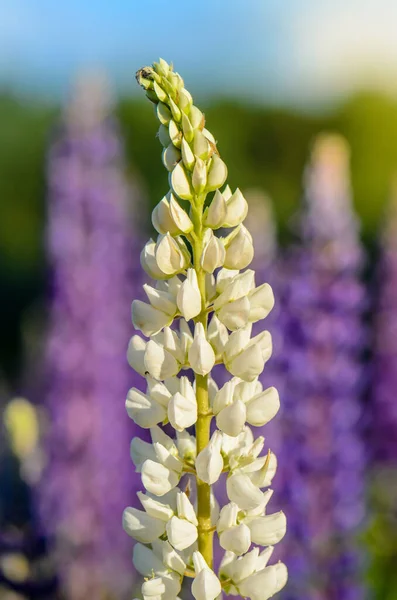 Biały Skupisko Łubin Kwiatostan Pole Wiosnę — Zdjęcie stockowe
