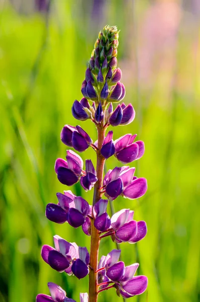 Paarse Lupine Bloeiwijze Borstel Een Veld Het Voorjaar — Stockfoto