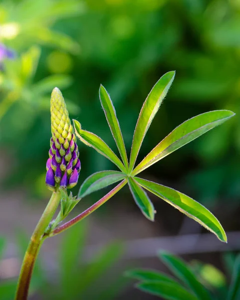 Tarlada Yaprağı Olan Genç Lupin Çiçeği — Stok fotoğraf