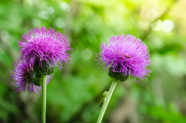 Yeşil arka planda pembe bir devedikeni yemyeşil tomurcuğu