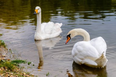 Parktaki gölette kız arkadaşıyla ilgilenen beyaz bir kuğu.