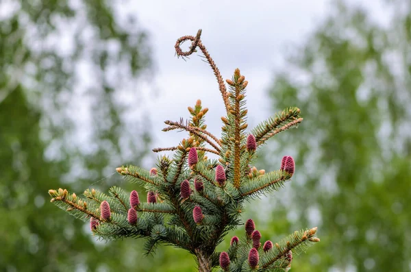 Fichtenkrone Mit Jungen Rosa Zapfen Wald — Stockfoto