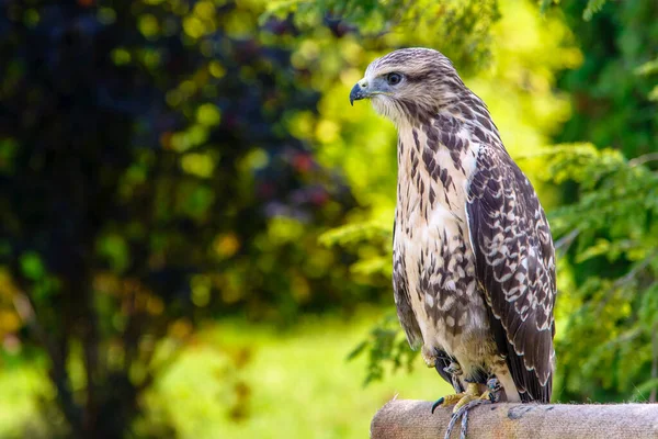 Falcon Parkta Bir Heykel Üzerinde Oturuyor — Stok fotoğraf