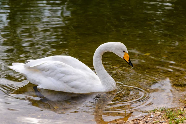 Cisne Branco Nada Através Água Limpa Uma Lagoa — Fotografia de Stock