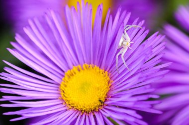 Beyaz renkli dişi bir örümcek, paskalya çiçeğinin ortasında avlanır.