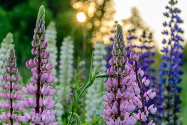 Gün batımında pembe lupinlerle yakın plan.