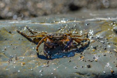 Deniz kıyısındaki büyük taşlarda sürünen küçük yengeç.
