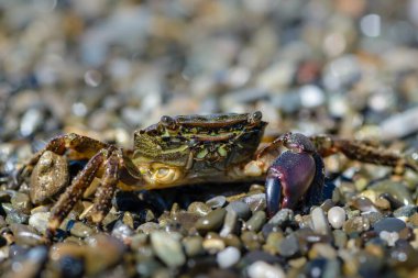 Bir pençesi olan küçük yengeç, deniz kıyısında sürünüyor.