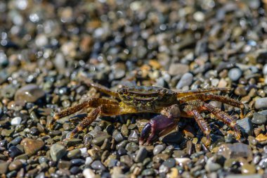 Bir pençesi olan küçük yengeç, deniz kıyısında sürünüyor.