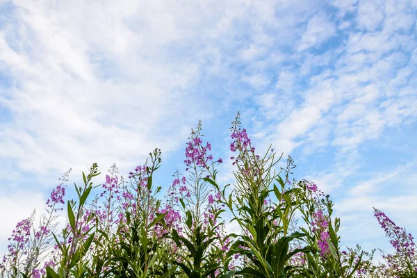 Yüksek Selvi Çiçekleri Bulutlu Mavi Gökyüzüne Doğru Çiçek Açtı — Stok fotoğraf