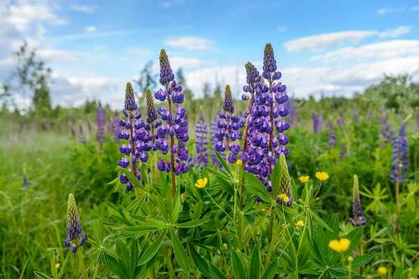 Flera Vildväxande Lupiner Blått Blommade Fältet — Stockfoto