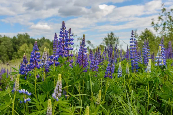 Flera Vildväxande Lupiner Blått Blommade Fältet — Stockfoto