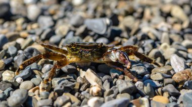 Bir pençesi olan küçük yengeç, deniz kıyısında sürünüyor.