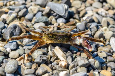 Bir pençesi olan küçük yengeç, deniz kıyısında sürünüyor.