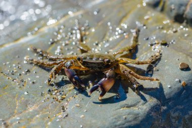 Deniz kıyısındaki büyük taşlarda sürünen küçük yengeç.