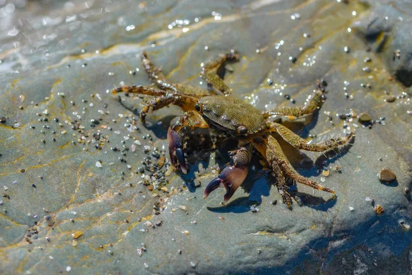 海のビーチの大きな石の上に小さなカニのクロール — ストック写真