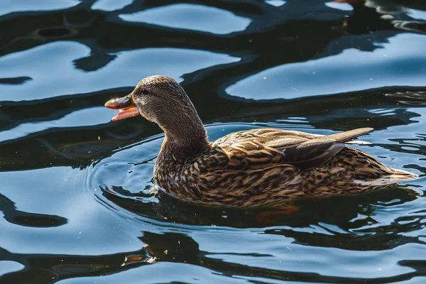 Pato bate suas asas em uma lagoa . — Fotografia de Stock