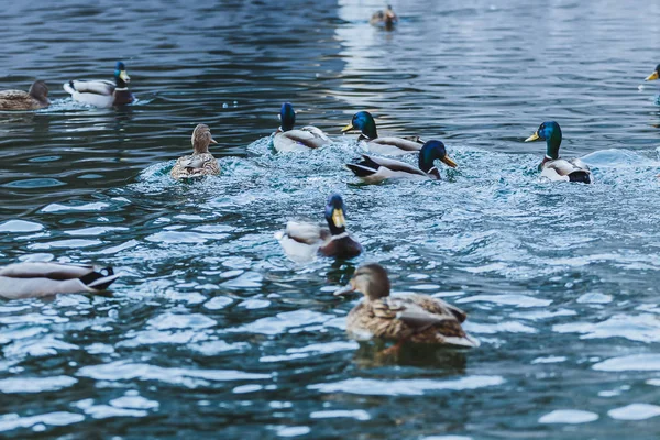 Pato bate suas asas em uma lagoa . — Fotografia de Stock