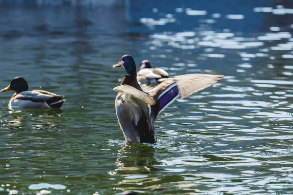 Pato bate suas asas em uma lagoa . — Fotografia de Stock