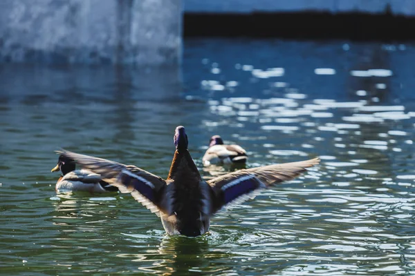 Pato bate suas asas em uma lagoa . — Fotografia de Stock