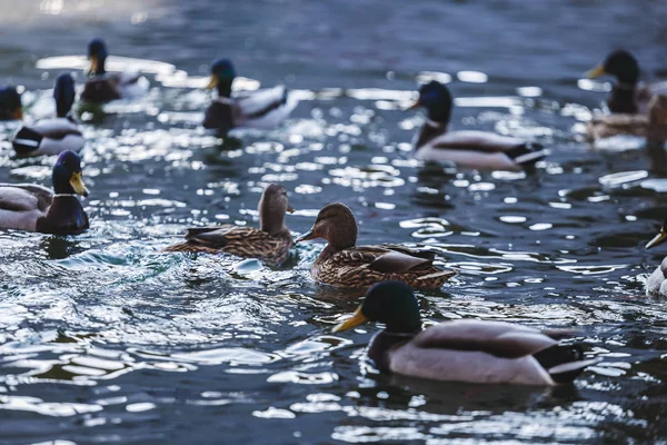 Pato bate suas asas em uma lagoa . — Fotografia de Stock