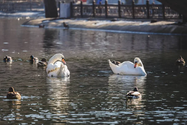 Cisne branco bonito na lagoa do parque da cidade . — Fotografia de Stock