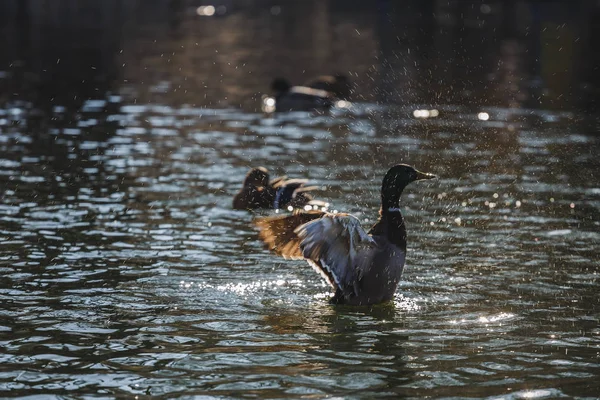 Canard battant ses ailes dans un étang . — Photo