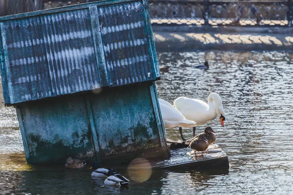 Cisne branco bonito na lagoa do parque da cidade . — Fotografia de Stock