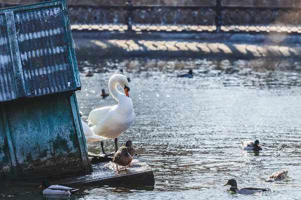 Cisne branco bonito na lagoa do parque da cidade . — Fotografia de Stock