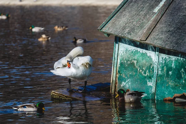 Gyönyörű fehér hattyú a tóban, a városi park. — Stock Fotó