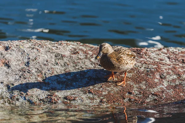 Pato bate suas asas em uma lagoa . — Fotografia de Stock