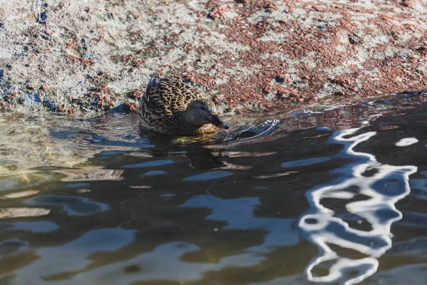 Pato bate suas asas em uma lagoa . — Fotografia de Stock